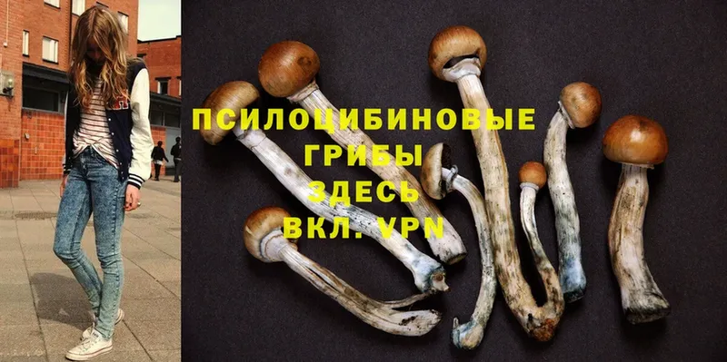 закладки  Бодайбо  Галлюциногенные грибы Magic Shrooms 